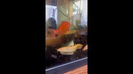 Loach Resting in a Shark Mouth Toy