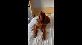 Setter Slaps Paw On Bed In Protest