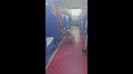 Spaniel Leans Into Bus Breeze