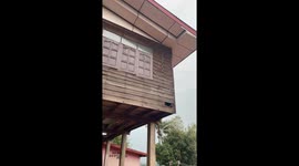 Tree snake seen scaling the outside of family's wooden home