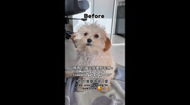 Matted fur forces glow-up detour for adorable Maltipoo