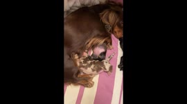 Newborn Dachshund Cuddles With Mom