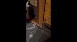 Cat and Raccoon Meet Through a Glass Door