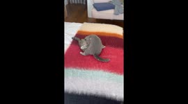 New kittens playing and getting used to their new home