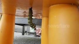 Florida dad captures exact moment caterpillar turns into chrysalis