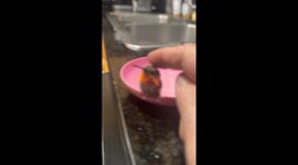 Man Gently Cares for a Lost Hummingbird