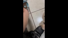 Puppy Tricked Into Eating Kibble
