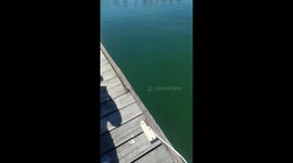 Massive Stingray Surprise in the Harbour