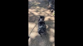 I posted a video on doing a design on my dog and it got 14mil views i was told to send the results again. im everthebarber and im a barber in st louis