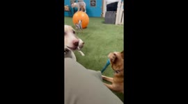 Deaf dog balances on moving ball in Sparta, Ontario, Canada