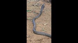 Man Holds a King Cobra