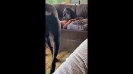Great Dane Sits On Owner's Face