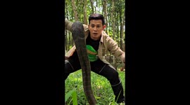 Playing With the King Cobra