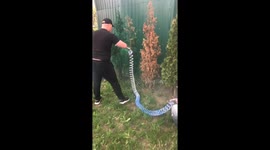 Painting The Hedges Green