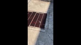 Stranded white kitten rescued from sewer in Thailand