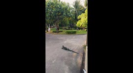 Monitor lizards scramble to catch fish in Bangkok park