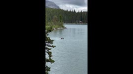 Bear and Cub Swimming in Glacier National Park