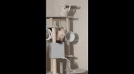 Free Fallin’ Off the Cat Tree