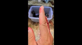 Playing with cobra might be dangerous