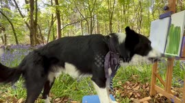 Simba the artistic dog paints his next masterpiece with serene background