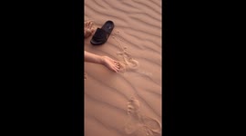 Sandfish’s incredible sand-diving technique goes viral with over 22 million views and counting