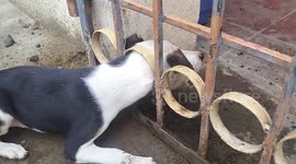Fire and rescue persons rescued a puppy which head was stuck in a iron gate in southern india