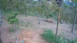Dog caught on CCTV stealing durian but ends up writhing in pain