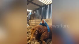Woman has 18 pet cows - and loves to cuddle her TWO TONNE bull