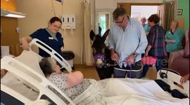 ‘Hollywood’ donkey grants dying hospice patient’s final wish