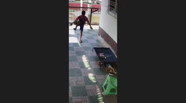 Pet dog irritated by boys carries table on her back to new spot