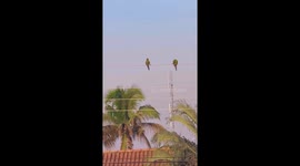 Two parakeets nuzzle and preen each other in a heartfelt display of love