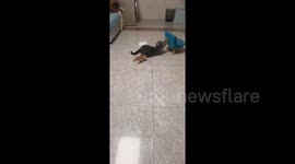 Stretching mother cat accidentally knocks over chair onto her tiny kitten