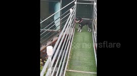 Agile dog speeds down stairs only using front 2 legs