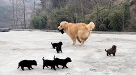 Golden retriever playfully runs with a puppy in its mouth in Jiangsu, China