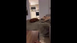 Dogs hilariously startled awake by sudden table slam in Córdoba City, Argentina
