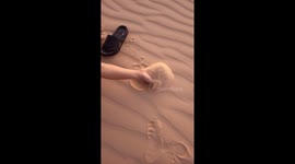 Sandfish (Scincus scincus) -سمكة الرمال (الشرشمان) From the desert of Algeria(Bou saada)