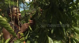 Uganda: Uganda's coffee export boom slashes trade deficit
