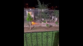 Dog climbs fence and surprises owner in Gaziantep, Turkey