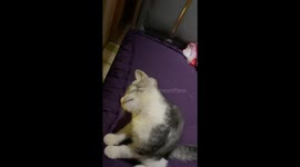 Cat watches rats on phone with tilted head in Java, Indonesia