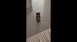 Kitten adorably fails to climb on table in Jilin, China
