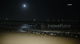 US, Los Angeles: Ventura Grunion Run