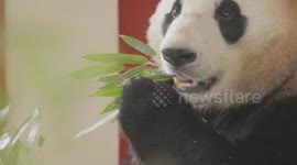 Giant panda couple from China welcomed to Vienna Zoo