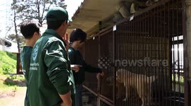 Hollywood actor joins mission to rescue 67 dogs from Korean meat farm