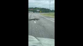 Alligator holds up traffic while strolling across road in Alabama