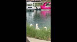 Four ducks appear to be gossiping at the side of pond