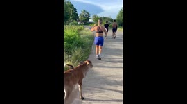 Baby cow joins women joggers on their morning running club event