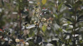 Peru: Peru utilizes bee pollination to promote agricultural productivity