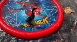 •	The Amazing Spider-Pad: Ducklings’ First Water Adventure!