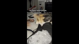 Hilarious clip shows overprotective dog refusing to let man get close to his owner