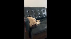 Snoring Pug Gently Woken